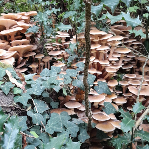 Fungi at Derby Parks