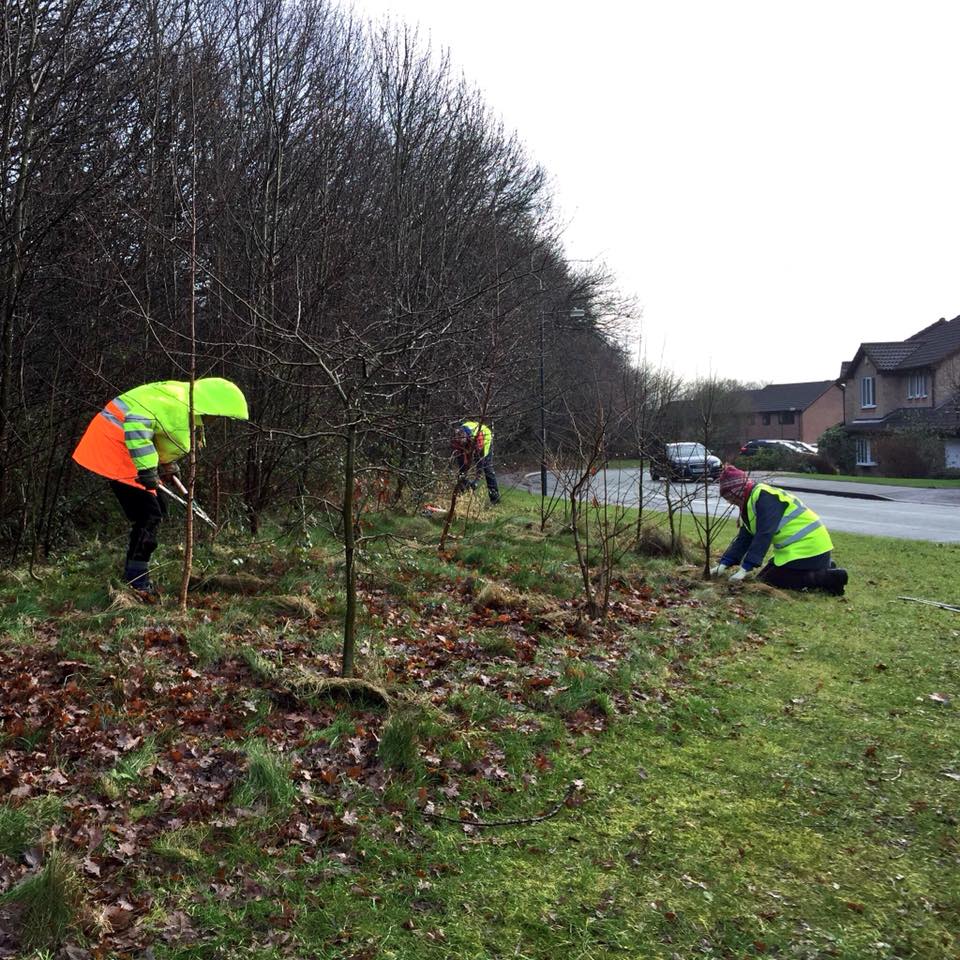 group fixing trees next to roadside