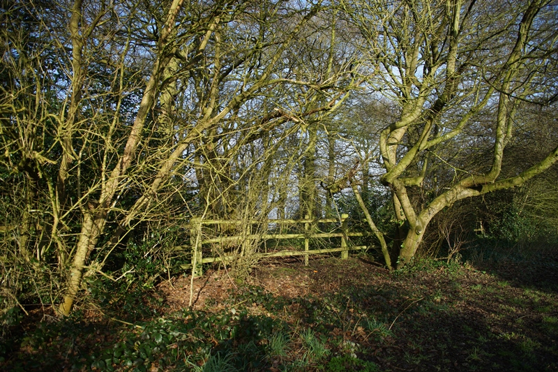 Chaddesden Wood hedgelaying before.JPG