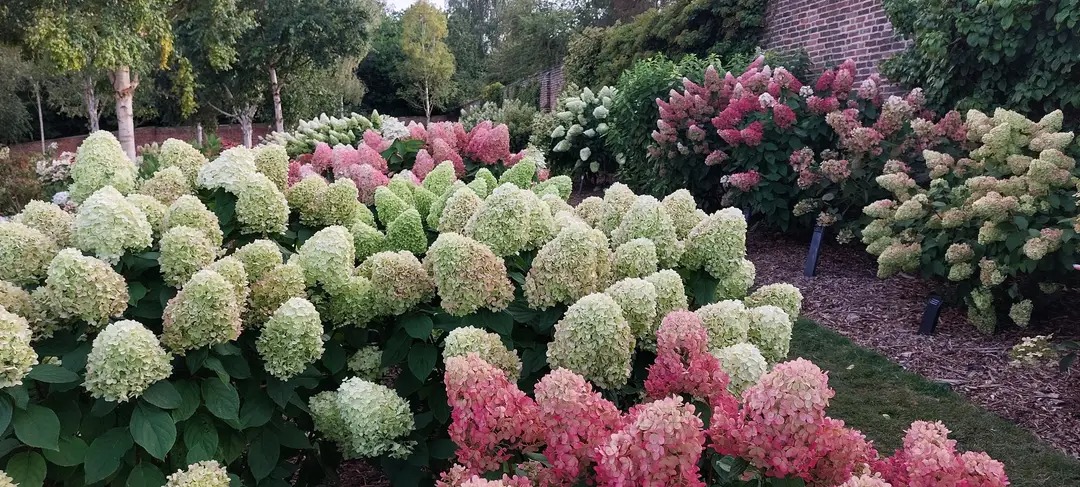 Hydrangeas of many colours.