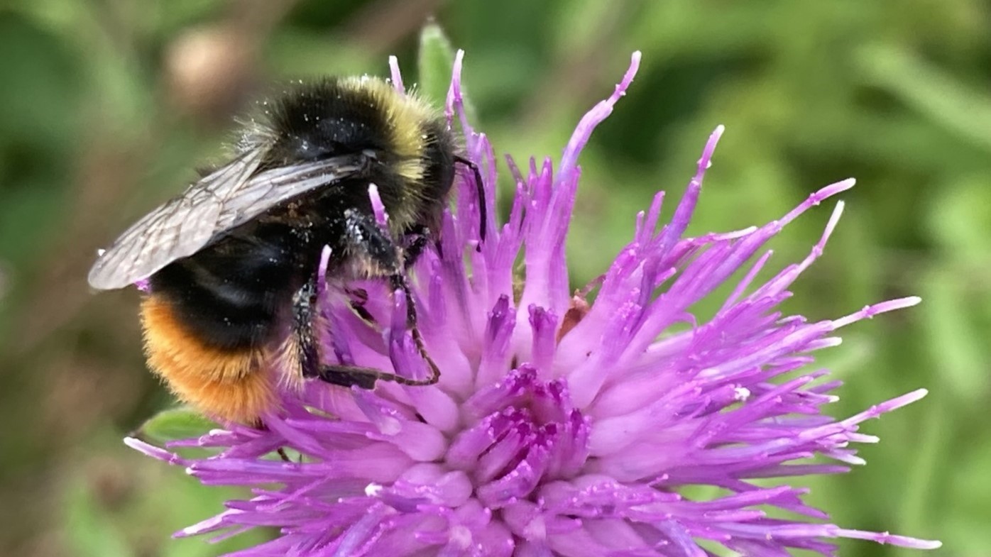 A Bee rests on a purple flower,