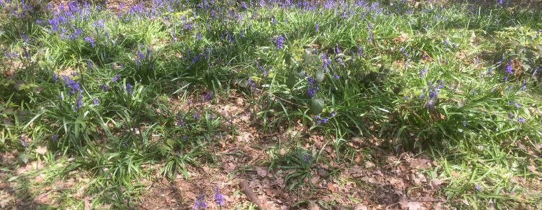 large patch of bluebell scattered all over the floor