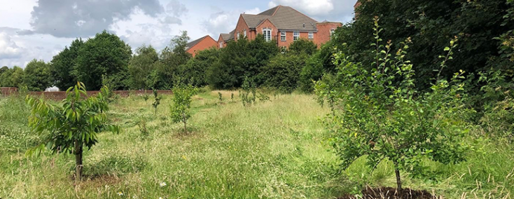 Community orchard, it’s fruit and the establishing meadows behind new flood walls on playing fields.