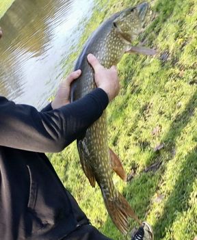 Pike on the Park.JPG