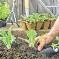 Why not do some gardening during this time