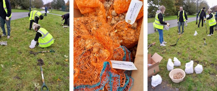 3 images of people planting bulbs