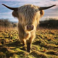 Return of the mooing mowers!