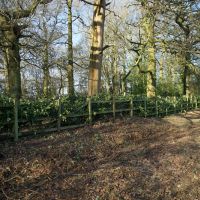 Volunteers make fast work of ancient hedge