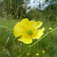 Go wild as we celebrate Wildlife Trusts’ 30 Days Wild