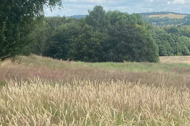 Looking out over the long grass at Allestree Park towards trees in the distance