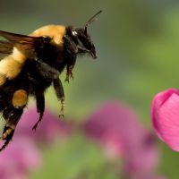 How bumblebee friendly is your garden?