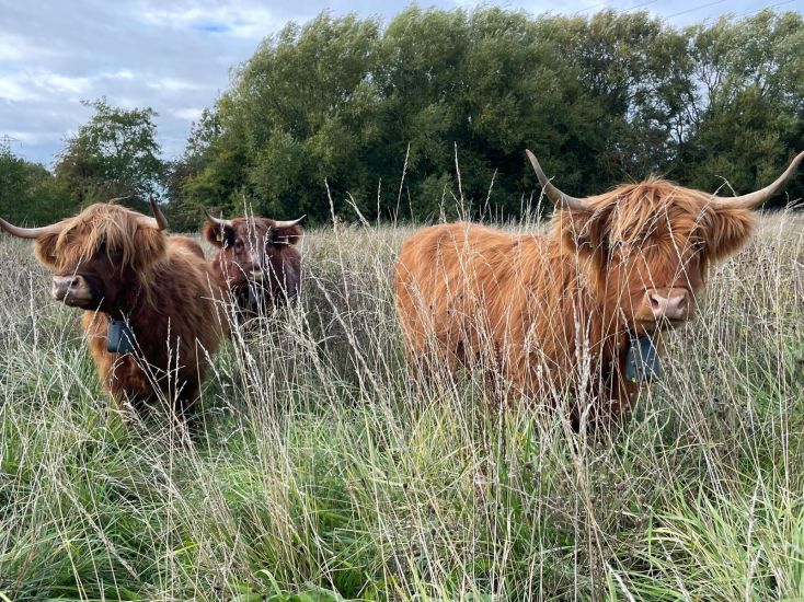 Highland Cows stand in the long grass.