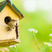 Birdwatching during lockdown