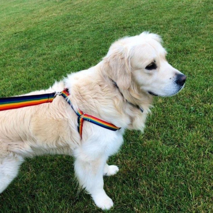 Dog in adjustable step-in rainbow harness from Dawkins Pet Supplies