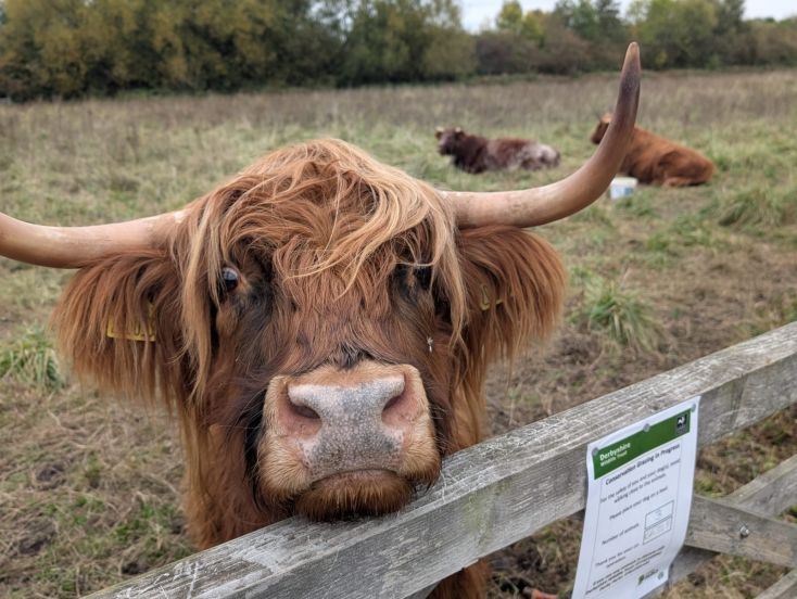 A highland cow stares over a fence
