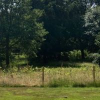 Derby plants more than 2,000 trees in Coronation tree planting project