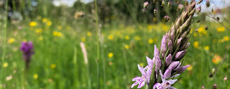 image shows a Common Spotted Orchid with the purple blur of a Southern Marsh Orchid in the background at Dale Road Park.