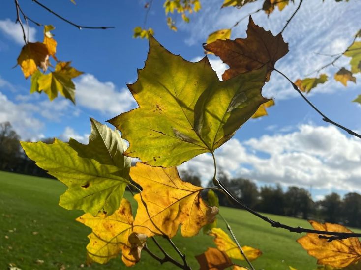 Autumn leaves blow in the breeze.