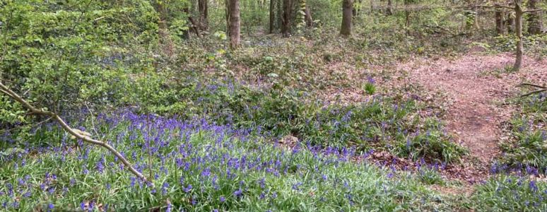 widescreen photo of the forest with a big patch of bluebell together