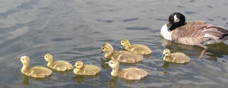 Ducklings at Alvaston Park