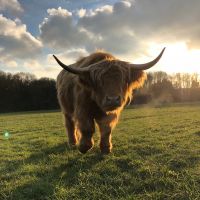 Highland Grazing at Allestree Park